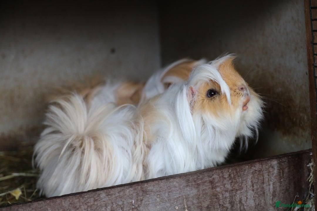 Guinea Pig rodents for sale:  Peruvian Boar for Sale 8 months old - Advert 5