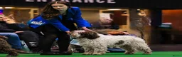 Spanish Water Dog dogs for sale: Spanish Water Dog Puppies  - Advert 4