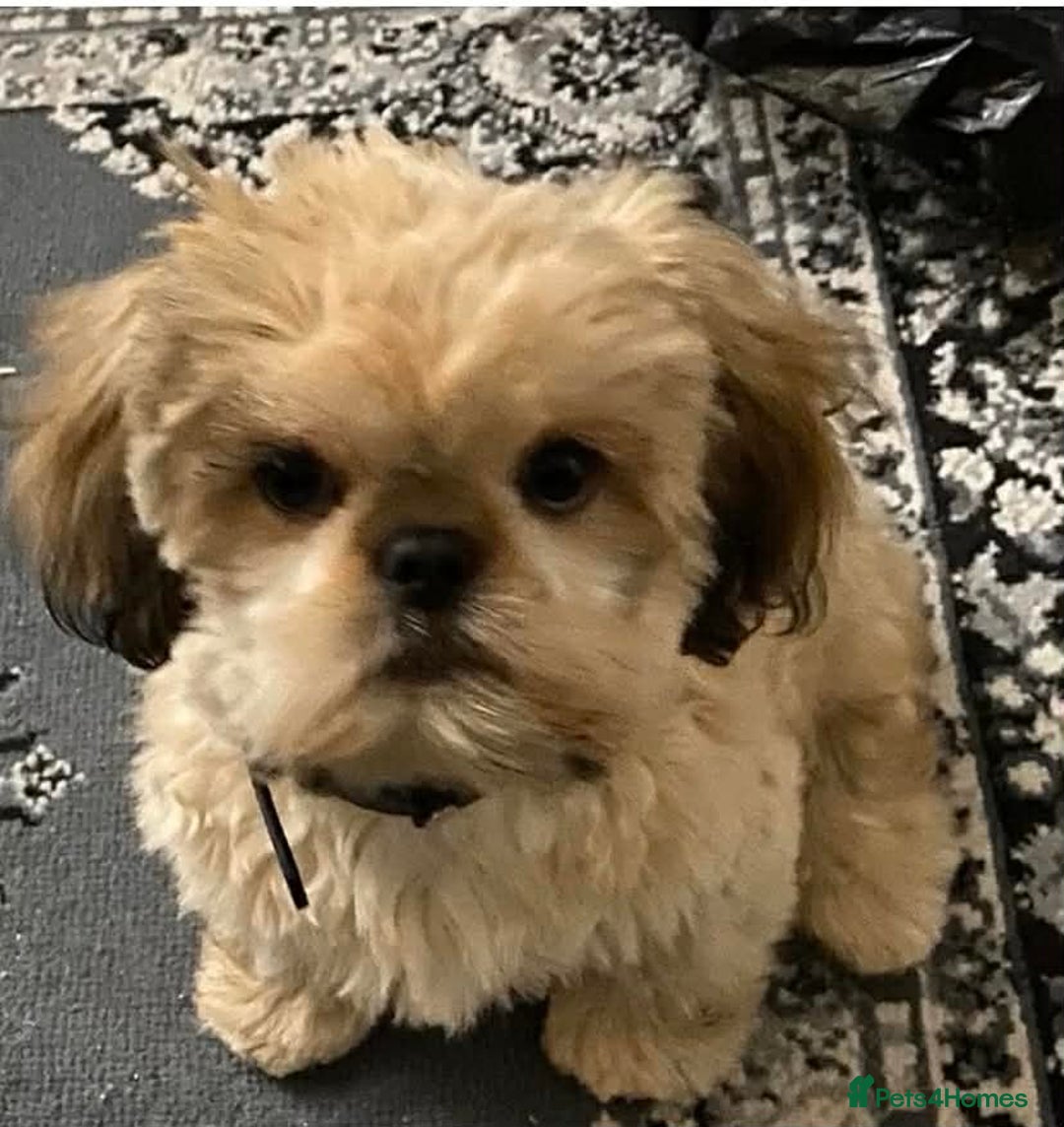 Shih Tzu dogs for sale: MALE SHITZU 6 MONTHS OLD  - Advert 2