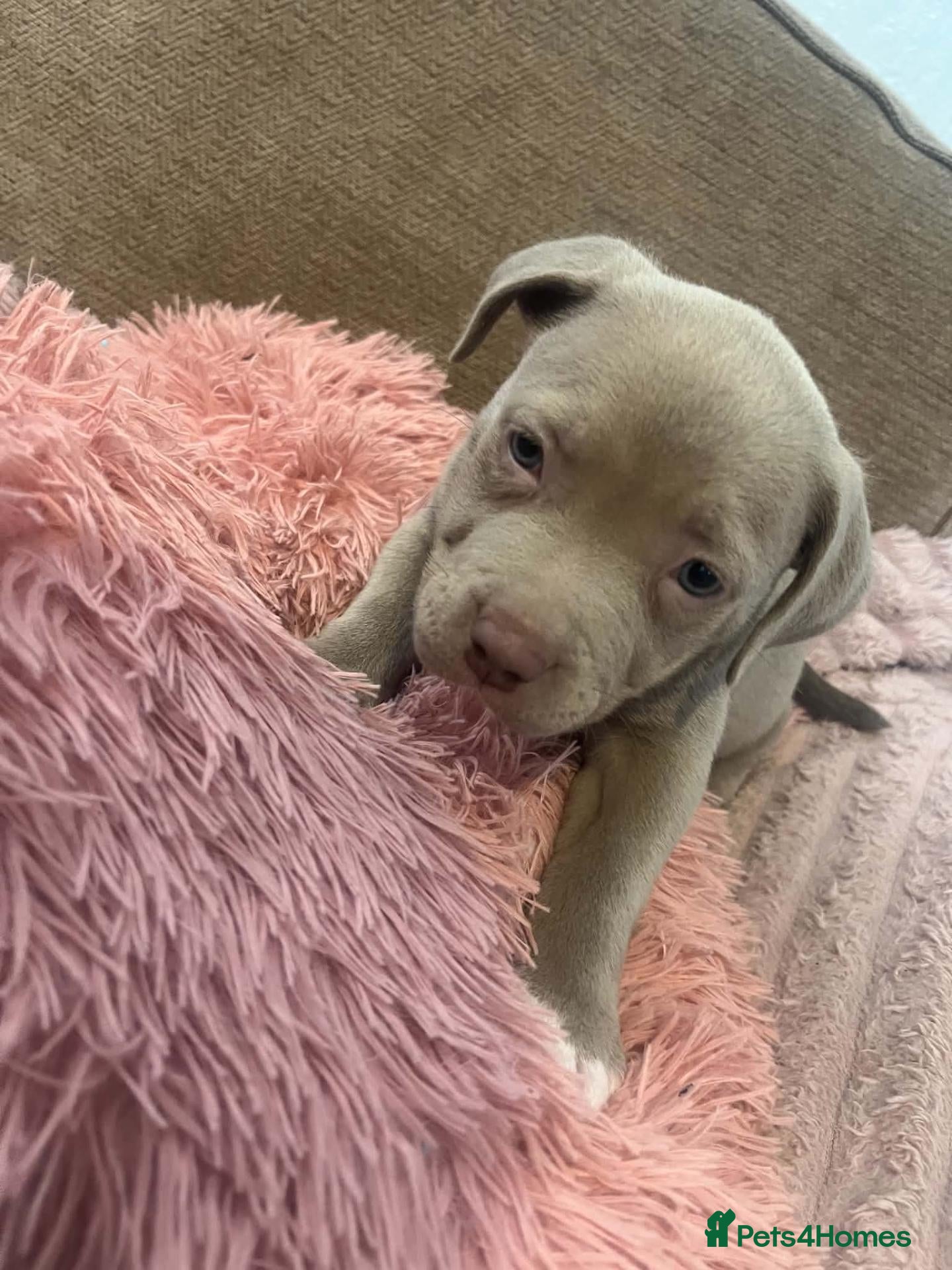 American Bully dogs Beautifully bully pups 8 week old  - Advert 2