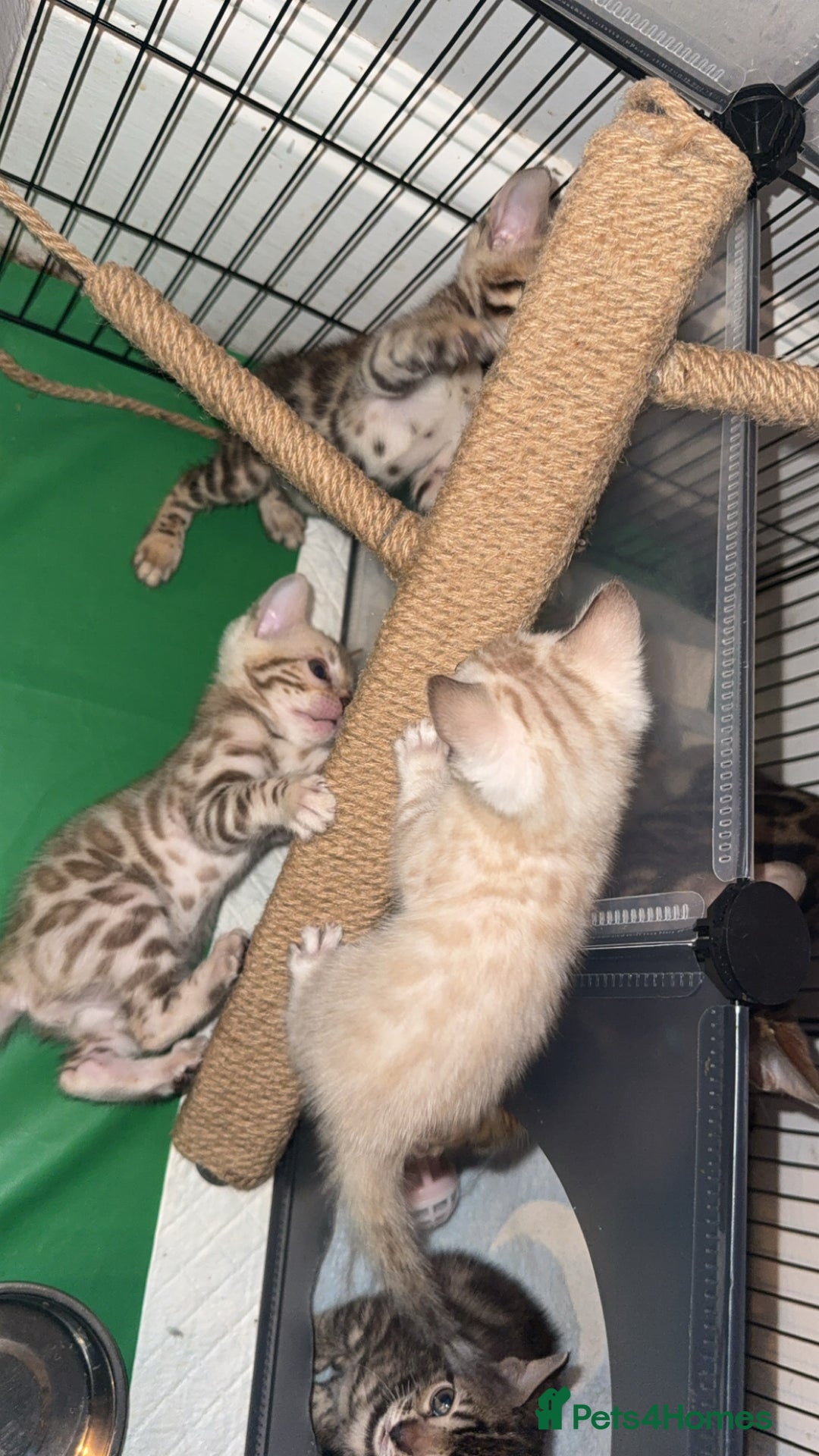 Bengal cats for sale: Stunning bengal kittens  - Image 14