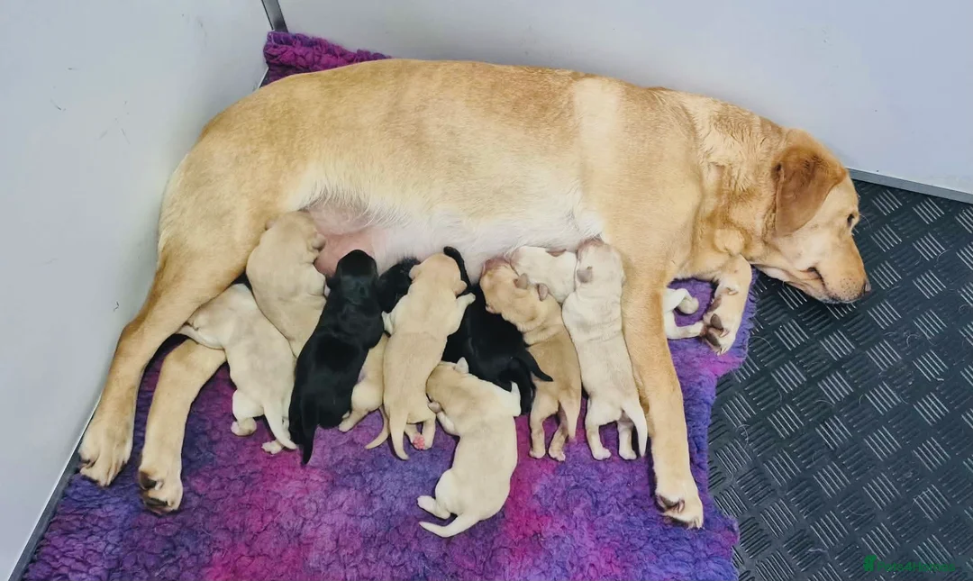 Labrador Retriever dogs for sale: KC Registered BOYS  - Advert 2