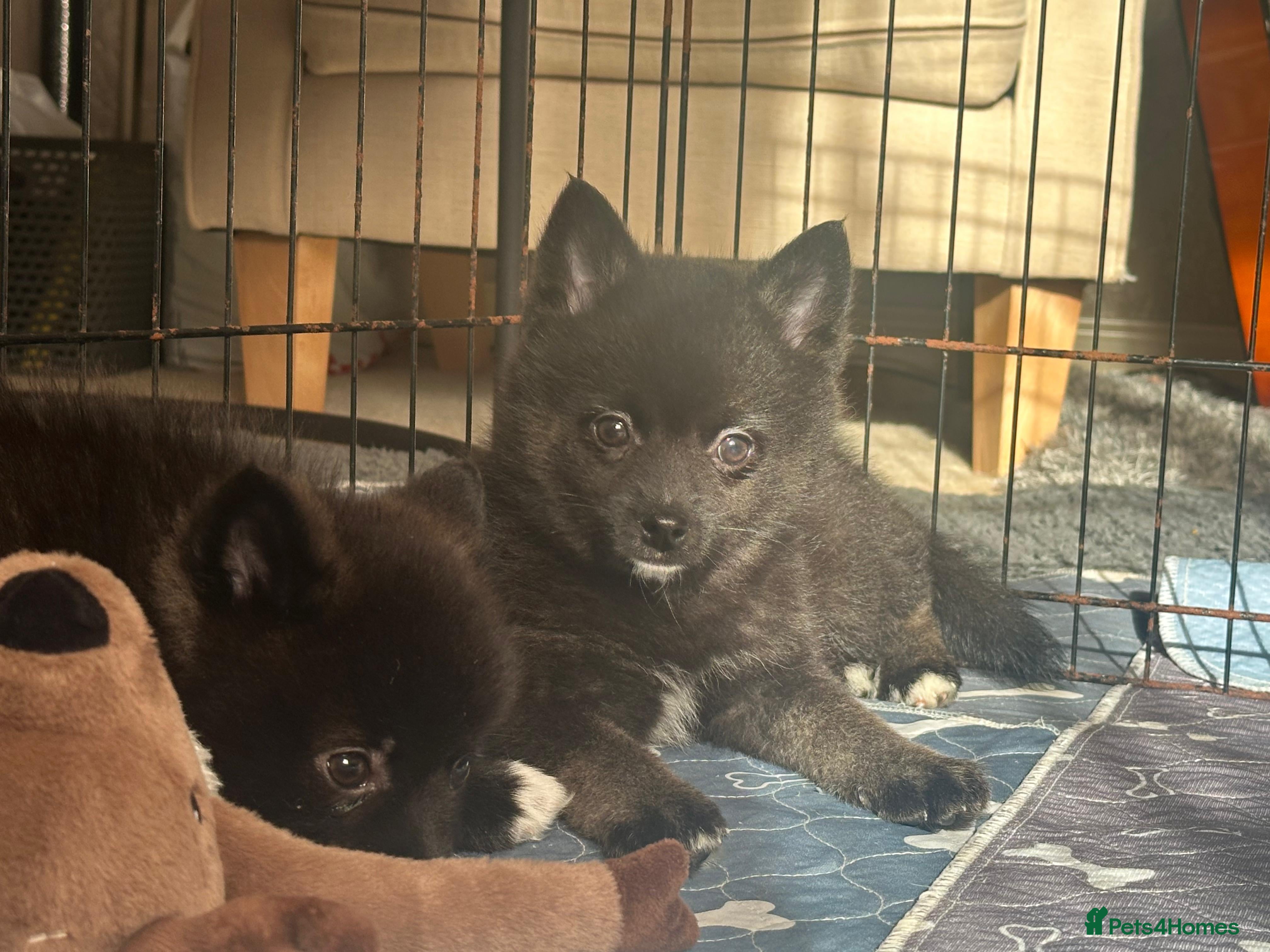 Pomsky dogs Last 2 boys- small Fluffy Pomsky pups - Advert 1