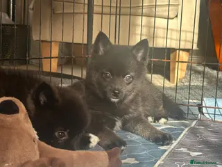 Pomsky dogs Last 2 boys- small Fluffy Pomsky pups - Advert 1