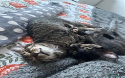 Mixed Breed cats for sale: 2 gorgeous girls tabby and tortoise shell - Image 7
