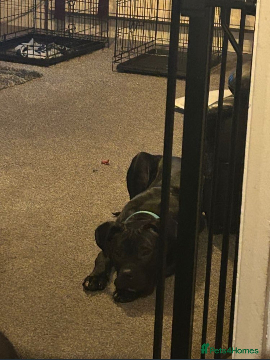 Mixed Breed dogs Staffy cross cane corso  - Advert 1