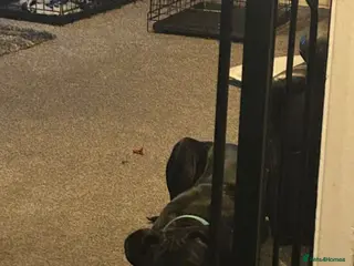 Mixed Breed dogs Staffy cross cane corso - Advert 2