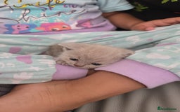 British Shorthair cats for sale: Beautiful British shorthair kittens - Image 23