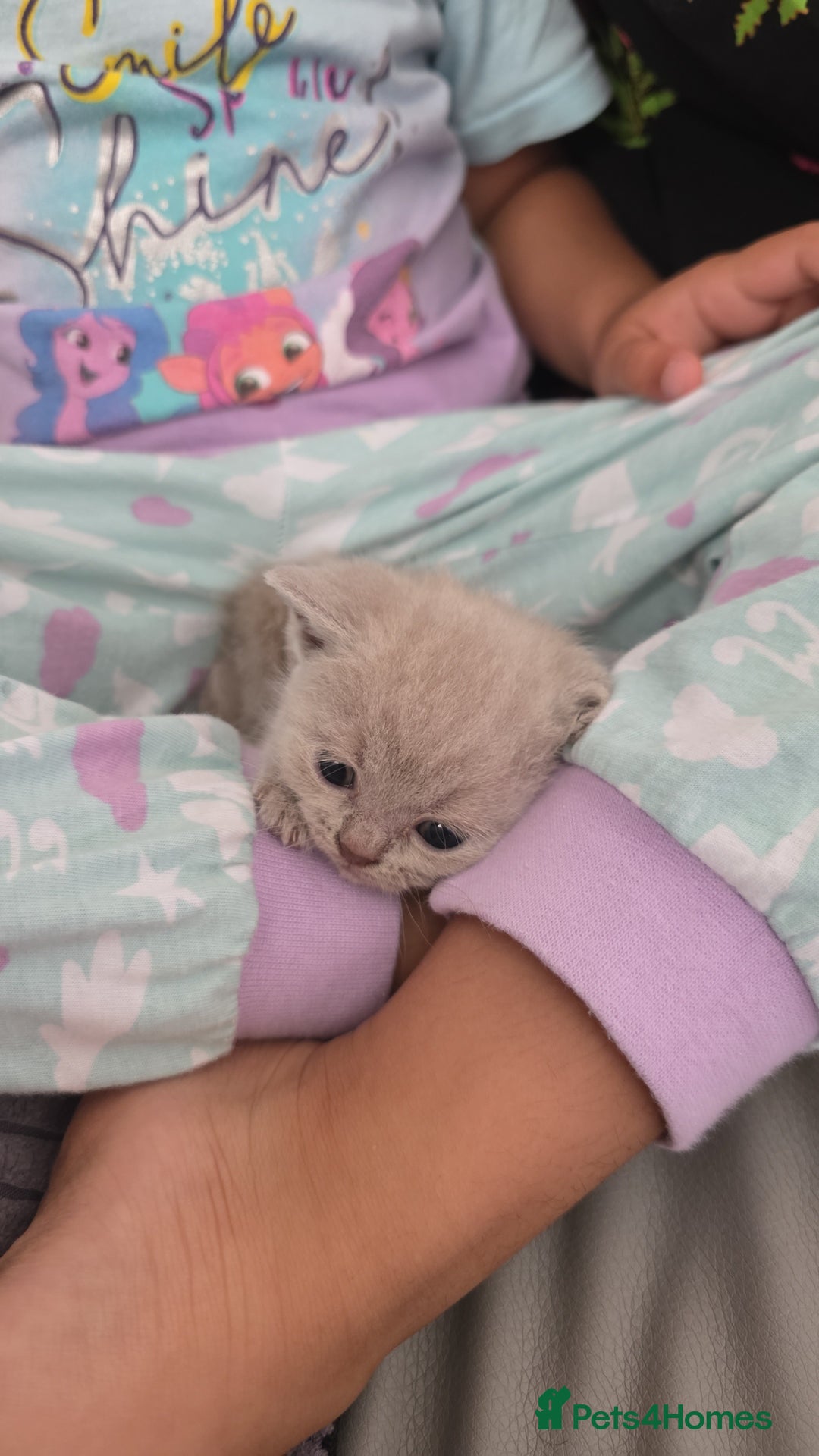 British Shorthair cats for sale: Beautiful British shorthair kittens - Image 23