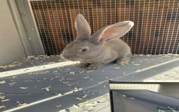 Continental Giant rabbits for sale: 3 Continental giant rabbit babies - Advert 1