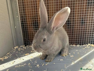 Continental Giant rabbits 3 Continental giant rabbit babies - Advert 11