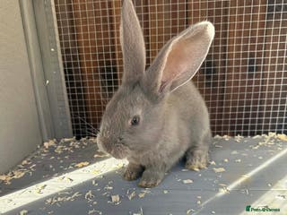 Continental Giant rabbits Breeding pair Continental giant rabbit babies - Advert 22
