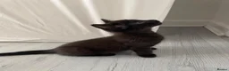 Domestic Shorthair cats for sale: Black Kittens - Advert 6