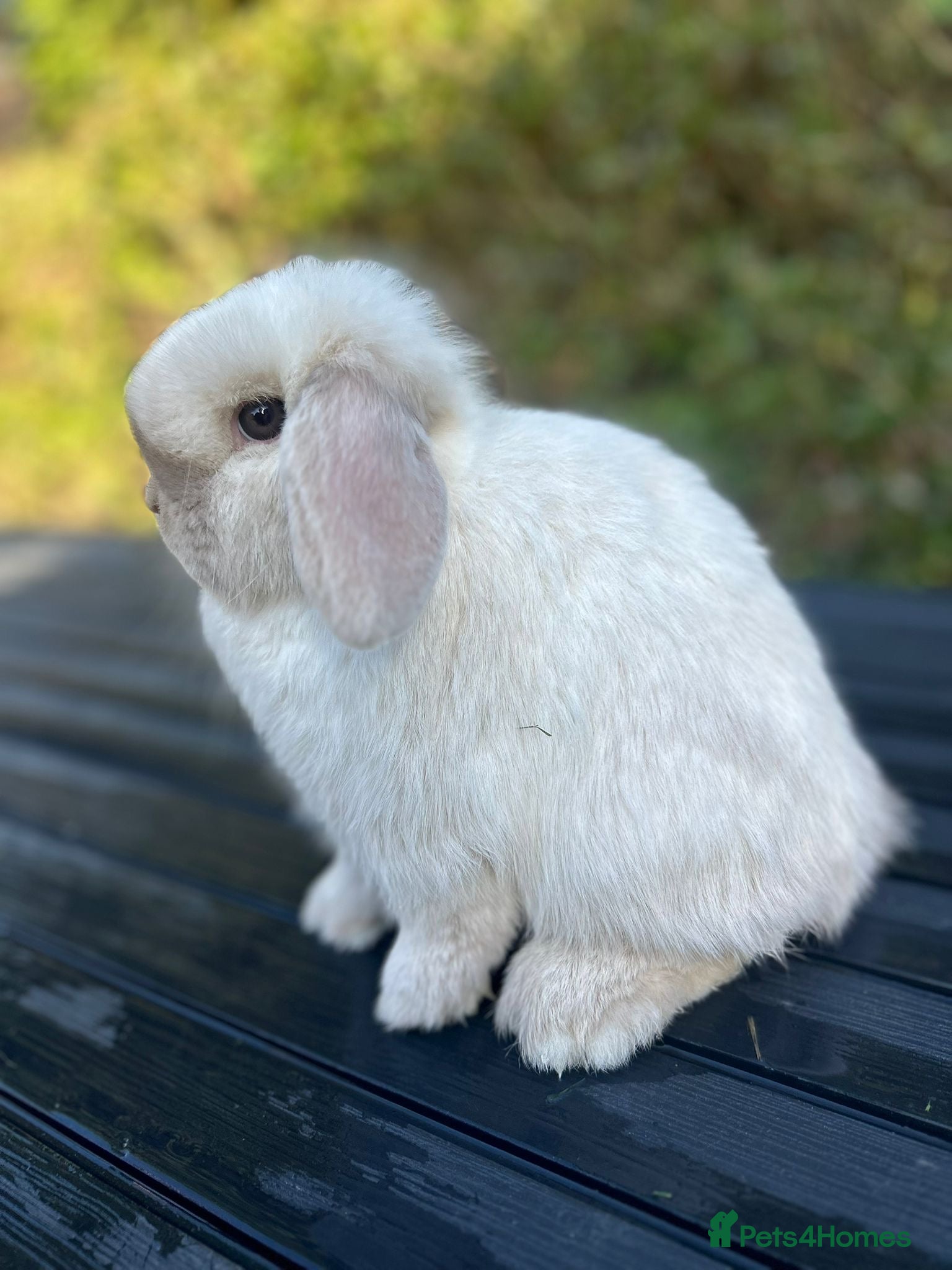 Mini Lop rabbits PEDIGREE MINI LOP BABIES READY TO RESERVE  - Advert 17