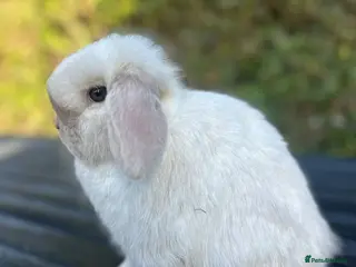 Mini Lop rabbits PEDIGREE MINI LOP BABIES READY TO RESERVE - Advert 17