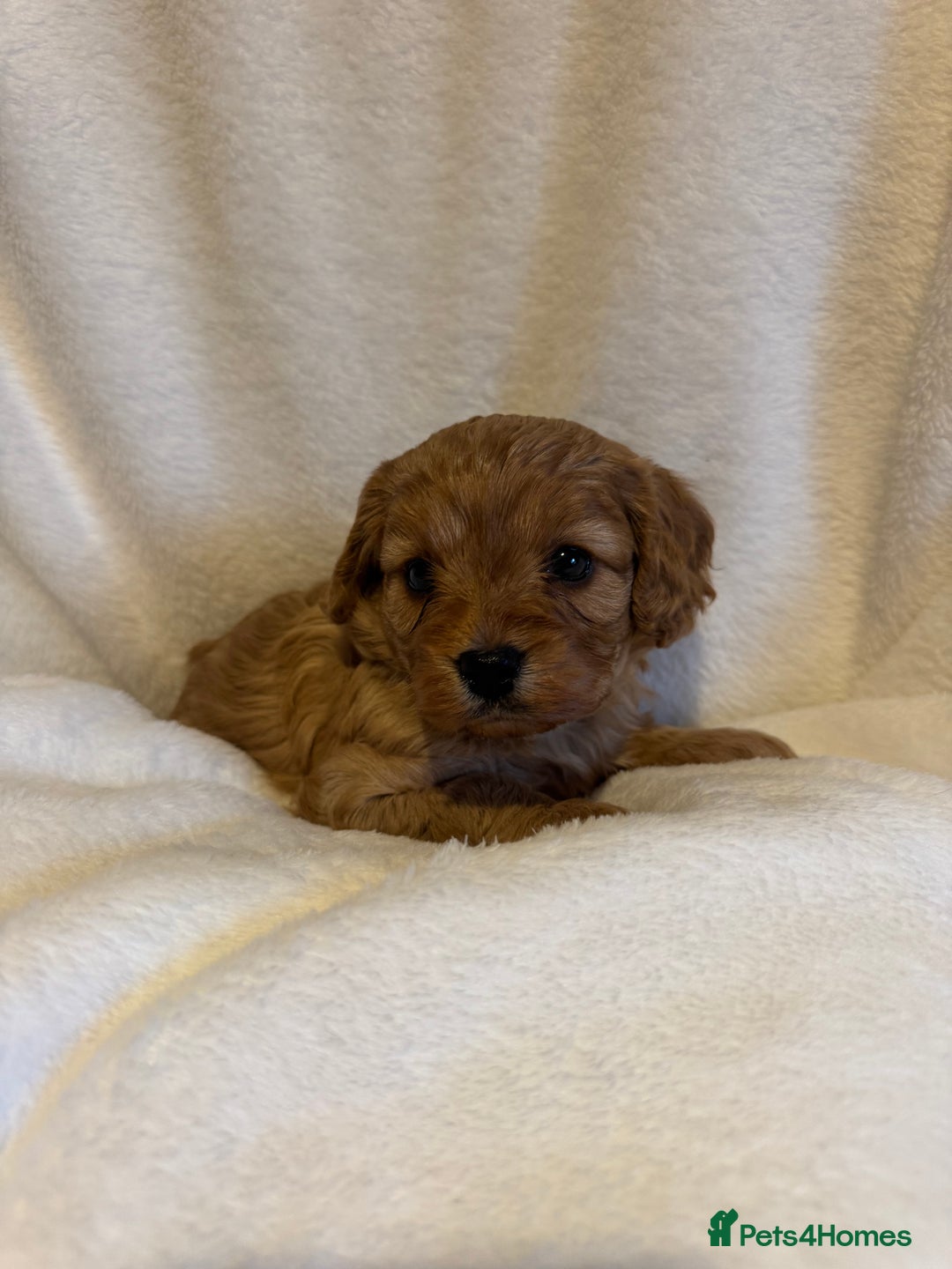 Cavapoo dogs for sale: 4 Gorgeous f1 Cavapoo’s. Parents health tested - Advert 15