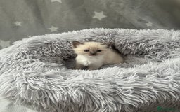Ragdoll cats for sale: 7 Ragdoll kittens  - Image 3