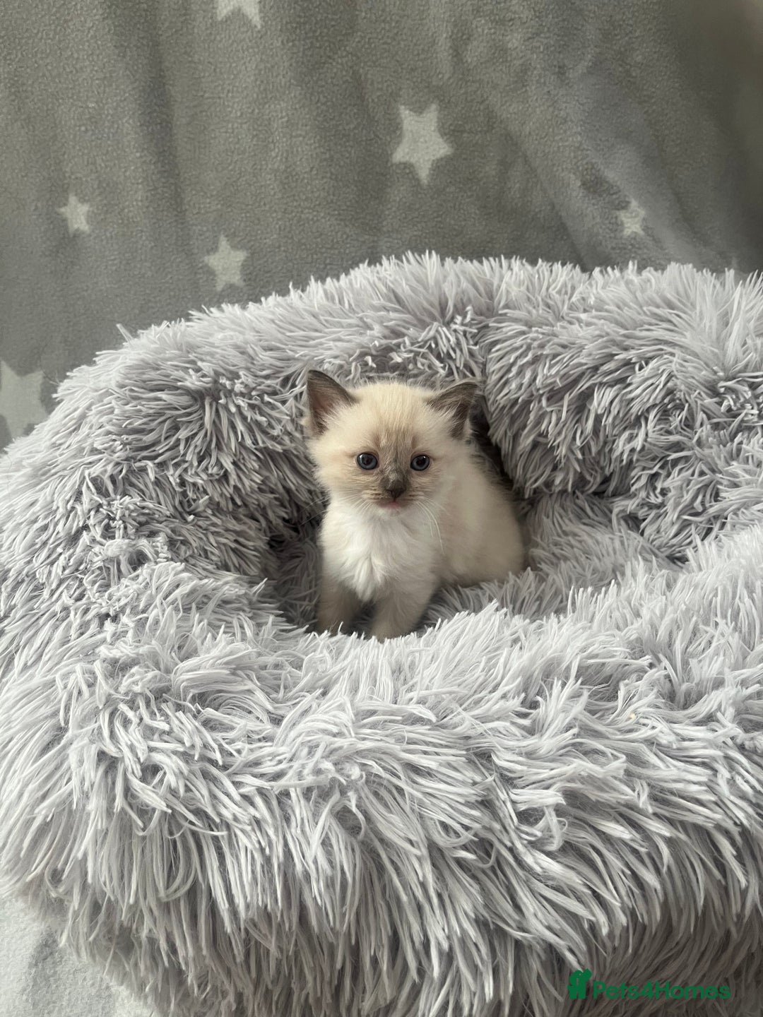 Ragdoll cats for sale: 7 Ragdoll kittens  - Image 3