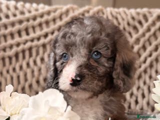 Cavapoo dogs Teddy miniature Cavapoos 🩷 - Advert 18