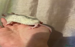 Rat rodents for sale: Baby rats looking for 5*homes only  - Advert 5