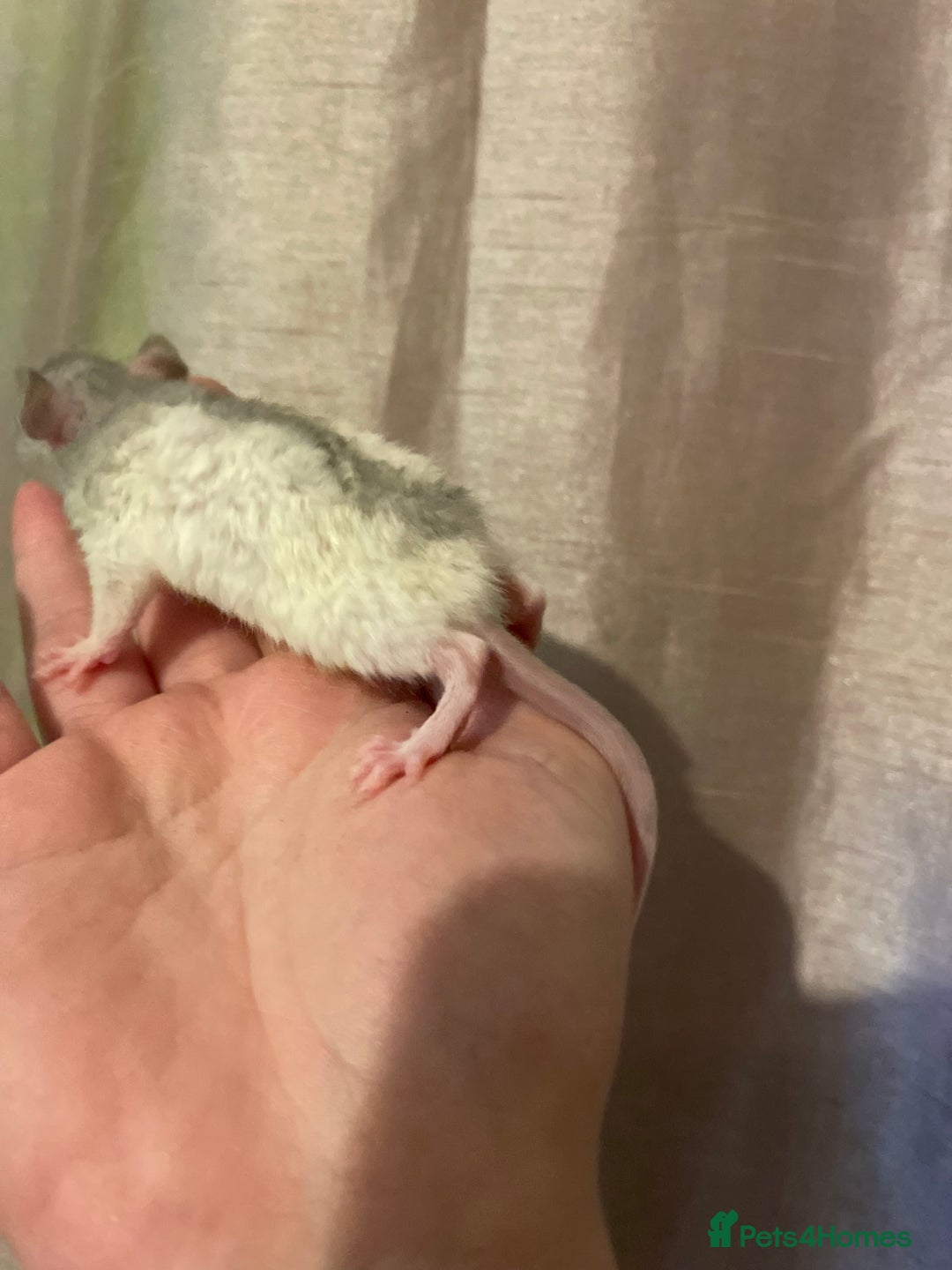 Rat rodents for sale: Baby rats looking for 5*homes only  - Advert 5