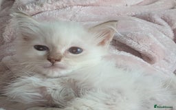 Ragdoll cats for sale: GCCF Ragdoll Kitten Champion lines  - Image 6