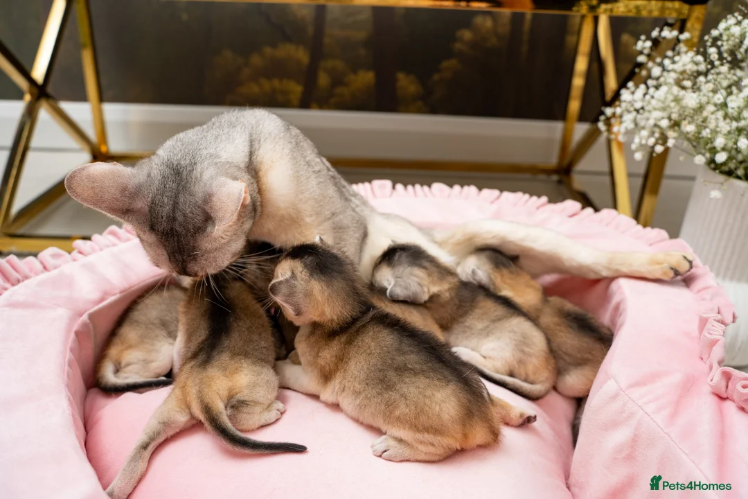 Abyssinian cats for sale: Exceptional Pedigree 6 Abyssinians-Super Friendly - Advert 26