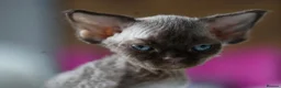 Devon Rex cats for sale: ❤️ Pure Line Devon Rex Kittens Available ❤️ - Advert 23