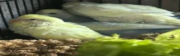 Budgerigars birds for sale: BEAUTIFUL BABY BUDGIES FOR SALE  - Advert 8