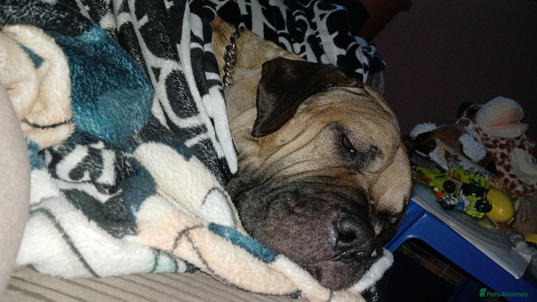 Mixed Breed dogs for sale: Looking for a new home. - Advert 2