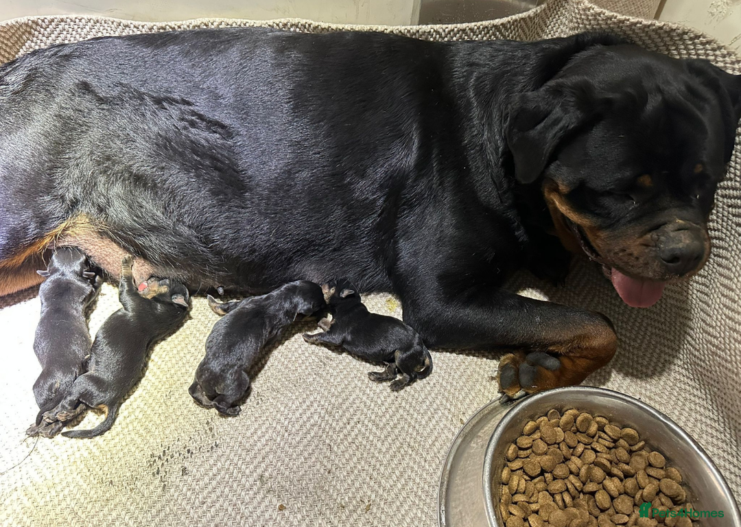 Rottweiler dogs for sale: Rottweiler Puppies KC Registered- Ready to Leave - Advert 5