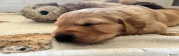 Golden Retriever dogs for sale: Golden Retriever Pup's for sale. - Advert 15