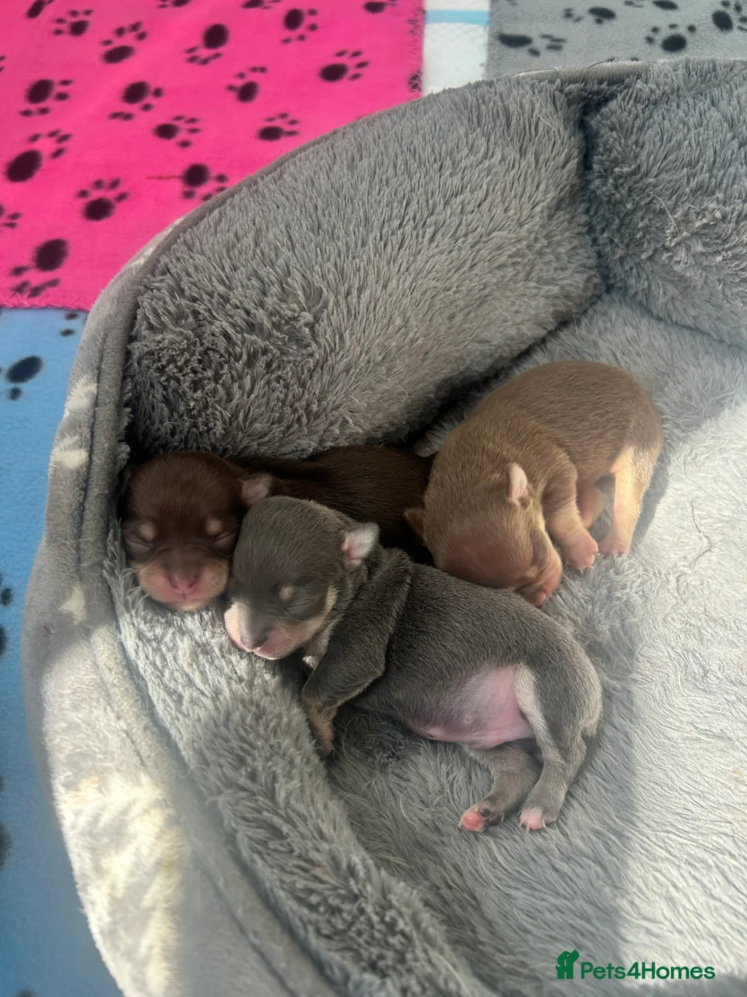 Chihuahua dogs for sale: Beautiful short haired chihuahua puppies in Potters Bar - Advert 5