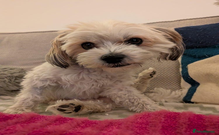 Mixed Breed dogs - Advert 1