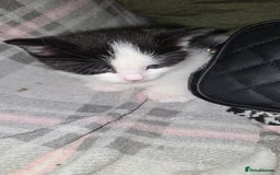 Mixed Breed cats for sale: Mixed Maine Coon - Image 4