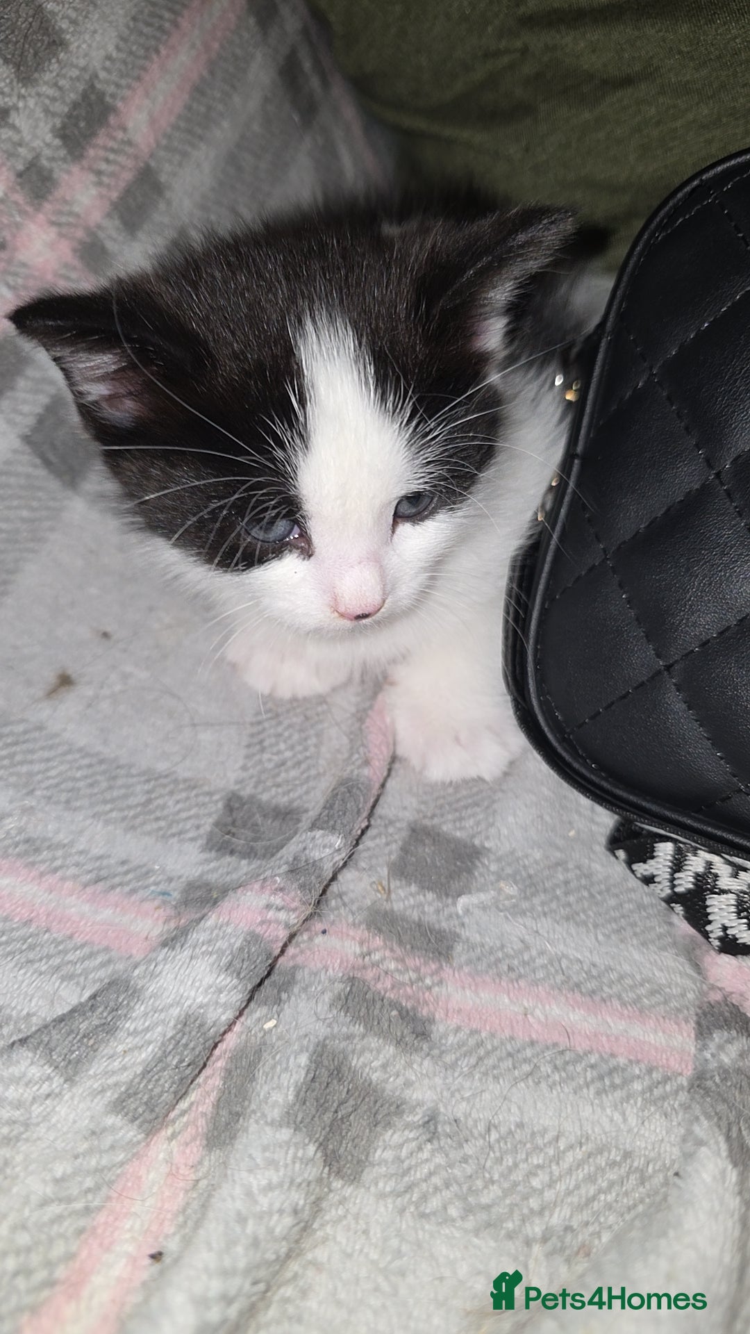 Mixed Breed cats for sale: Mixed Maine Coon - Image 4