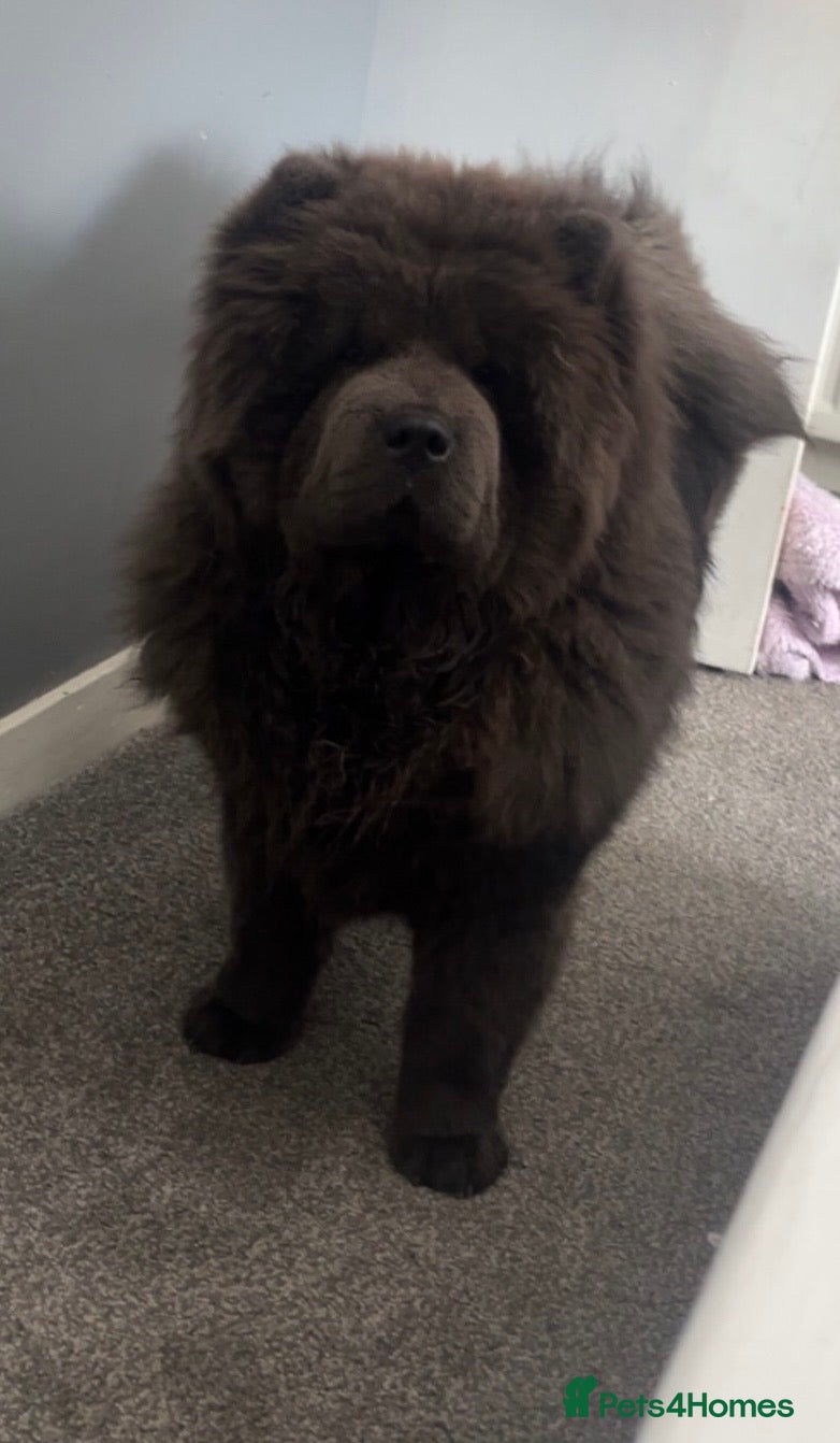 Chow Chow dogs 2 chow chow puppies  - Advert 6