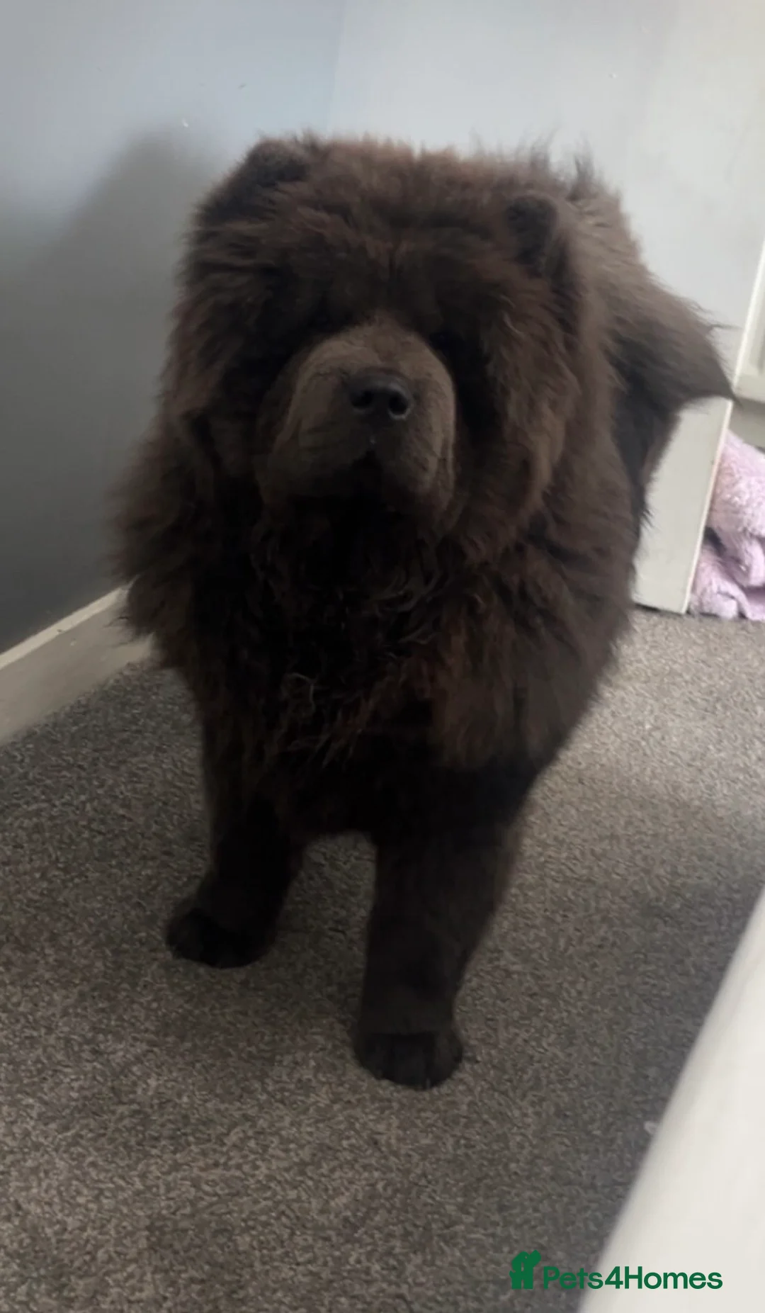 Chow Chow dogs for sale: 2 chow chow puppies  - Advert 1