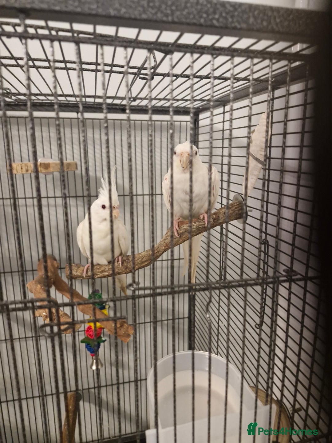 Cockatiels birds for sale: Cockatiel  - Advert 15