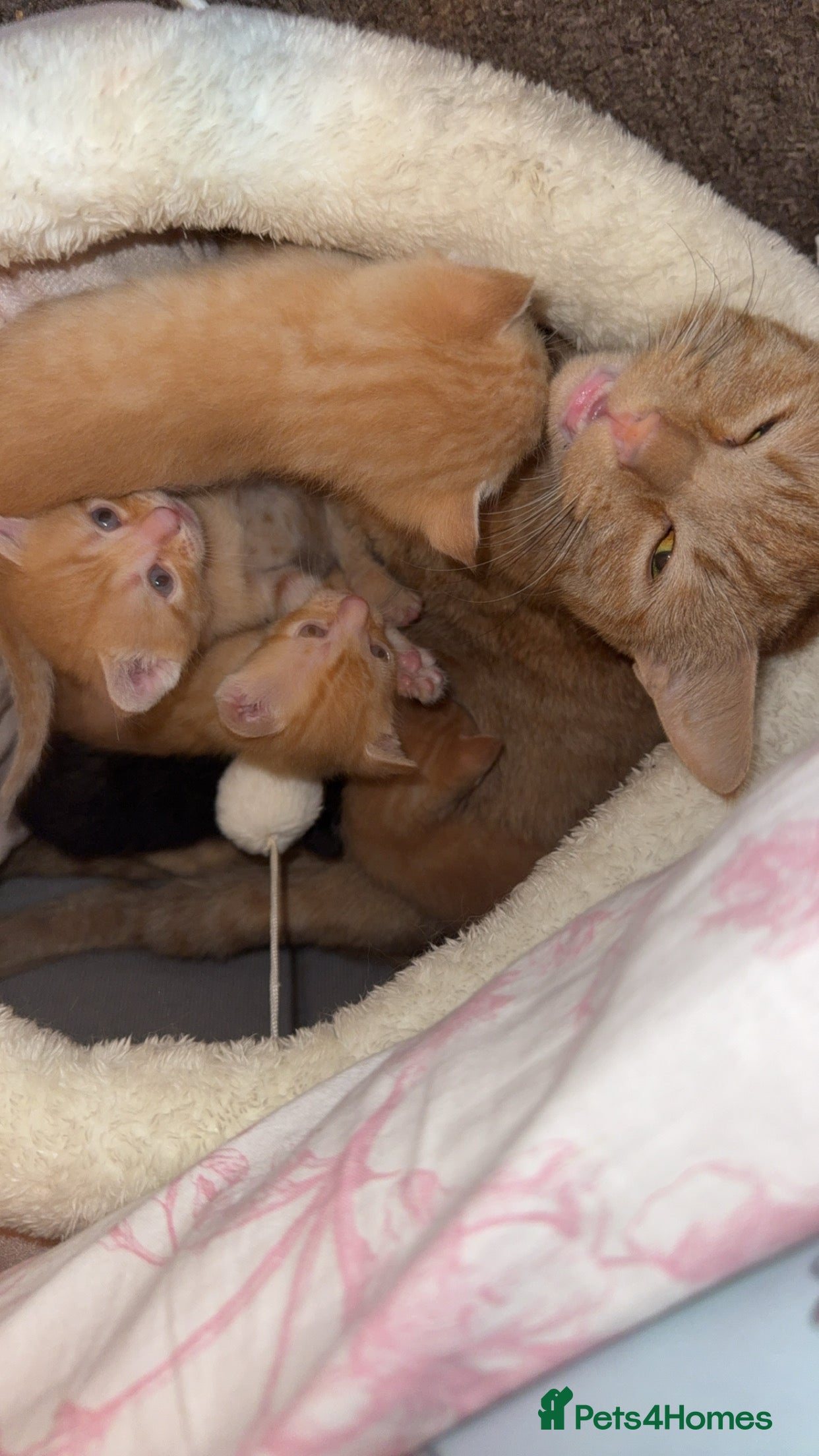 British Shorthair cats Kittens for sale  - Advert 1