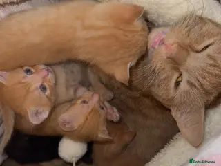 British Shorthair cats Kittens for sale - Advert 1