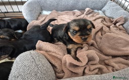 Yorkshire Terrier dogs for sale: Full pedigree Yorkshire terrier  - Image 11