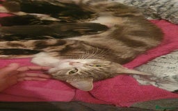 Domestic Shorthair cats for sale: 6 beautiful kitties - Image 1