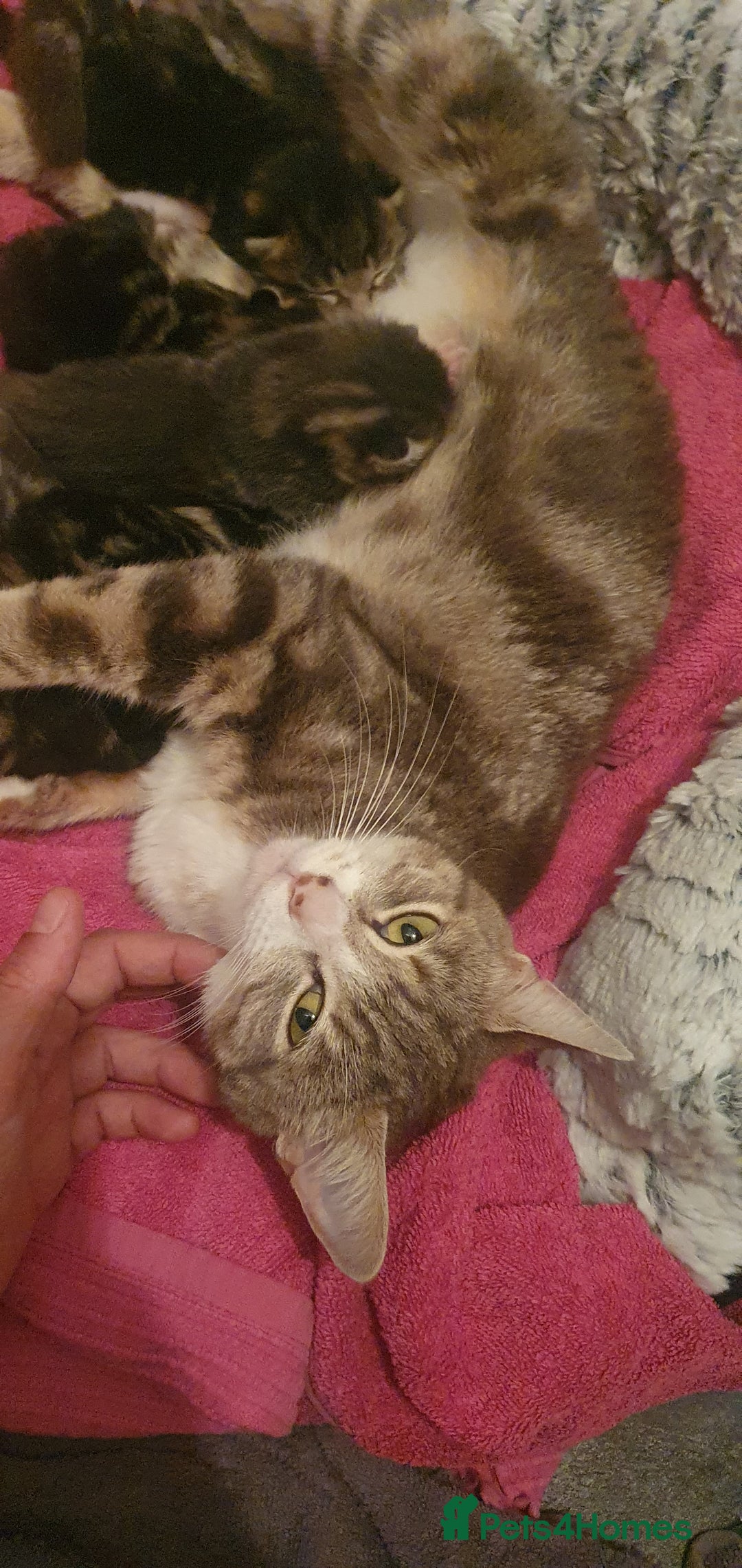Domestic Shorthair cats for sale: 6 beautiful kitties - Image 1