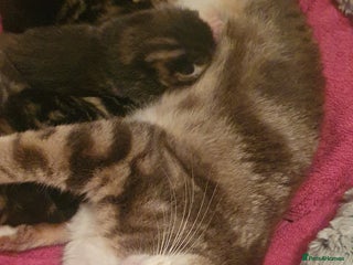 Domestic Shorthair cats for sale: 6 beautiful kitties - Advert 1