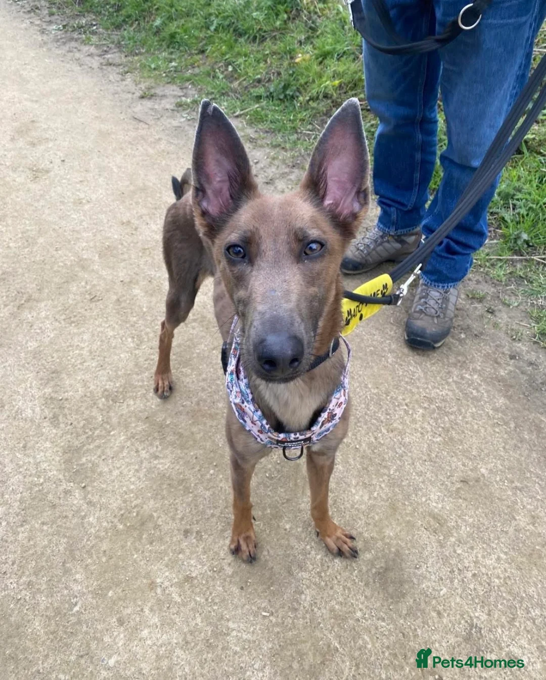 Lurcher dogs for adoption: Maple, Lurcher cross in need of new home - Advert 1