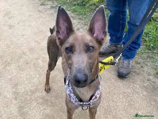 Lurcher dogs Maple, Lurcher cross in need of new home - Advert 3