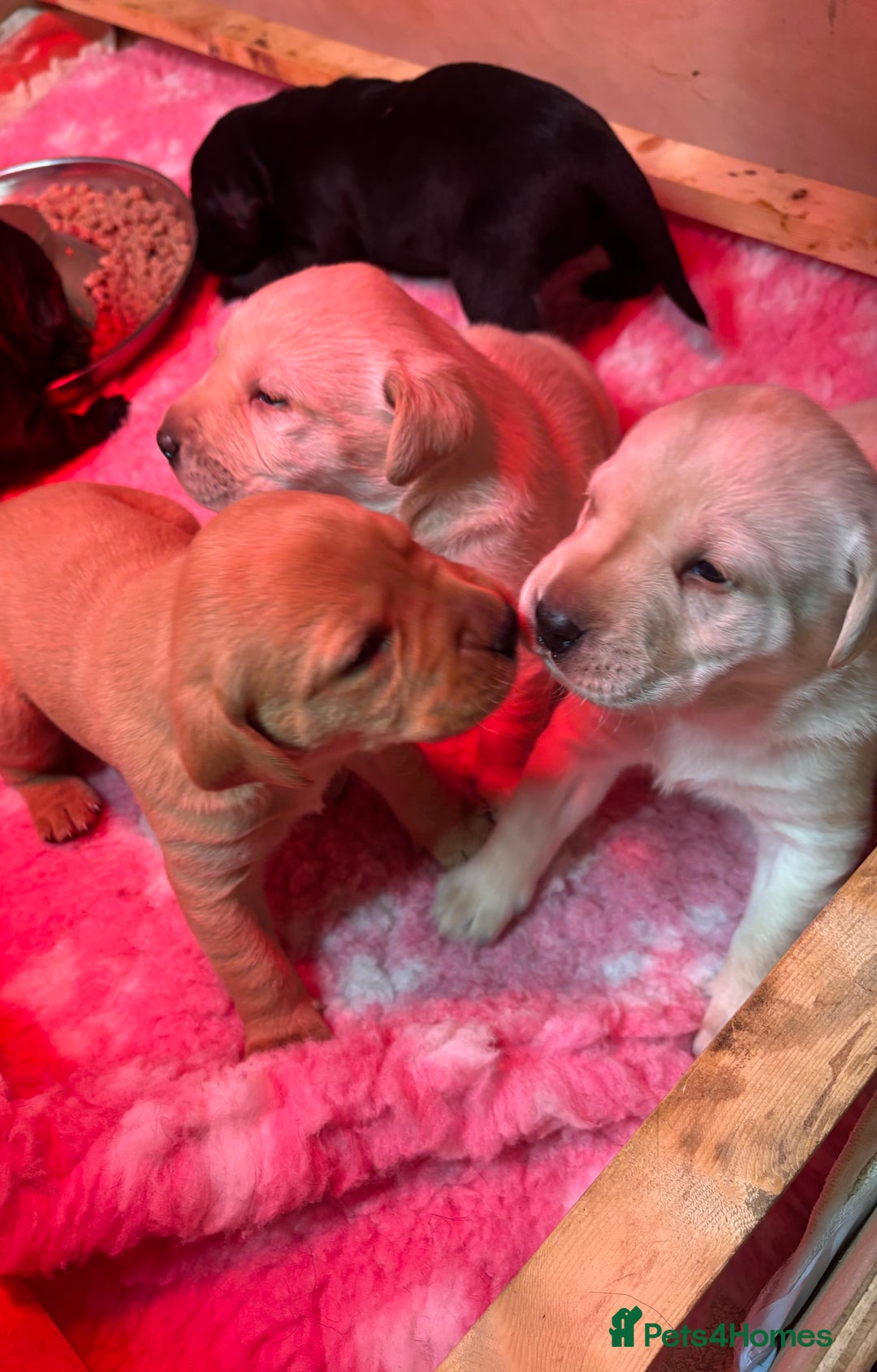 Labrador Retriever dogs for sale: Beautiful health tested Labrador puppies  - Advert 4