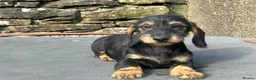 Dachshund dogs for sale: Wirehaired Dachshund Teckel KC registered puppies  - Advert 9