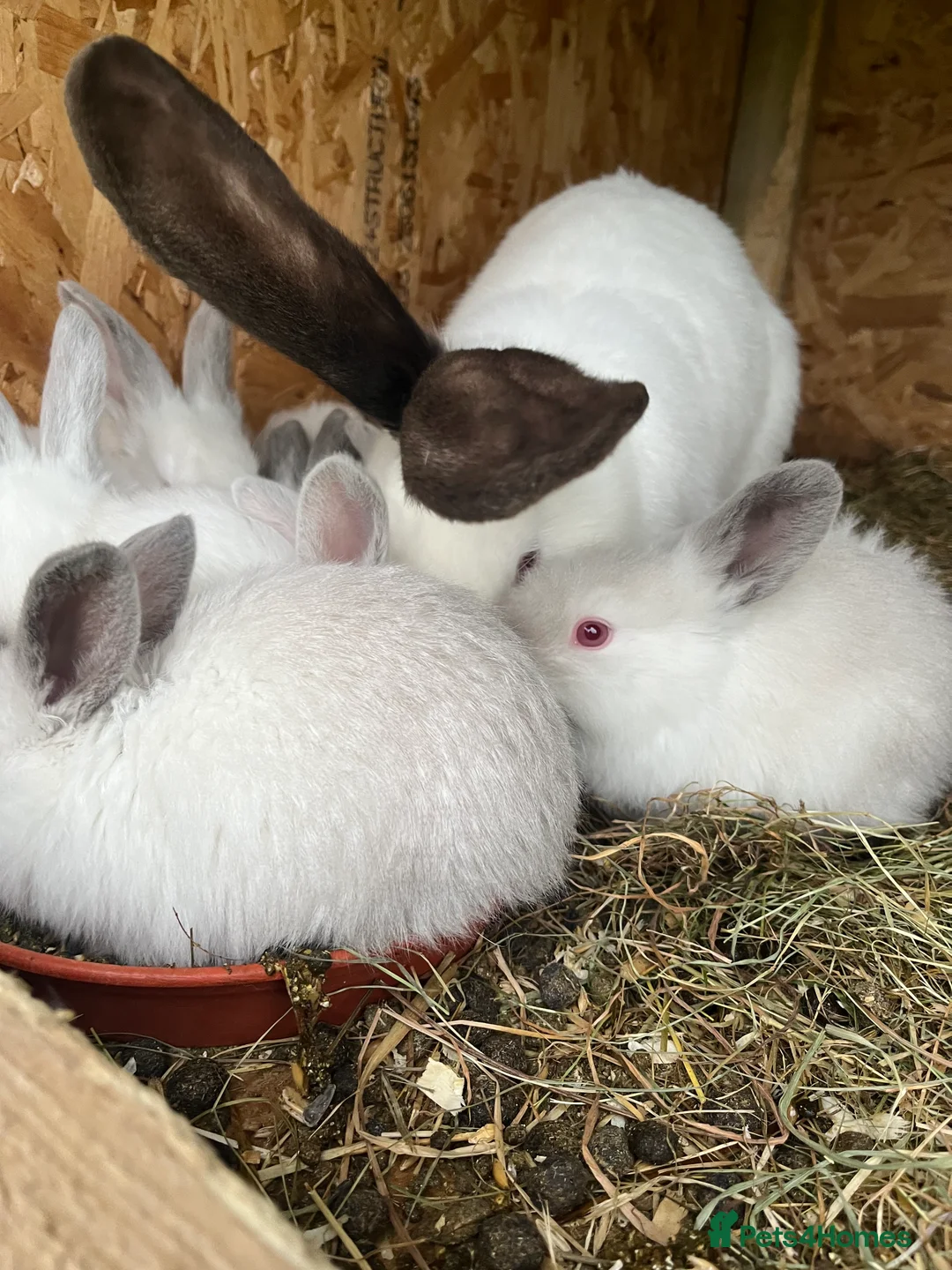 Continental Giant rabbits for sale: Transilvan gigantic rabbits they are very nice     - Advert 10